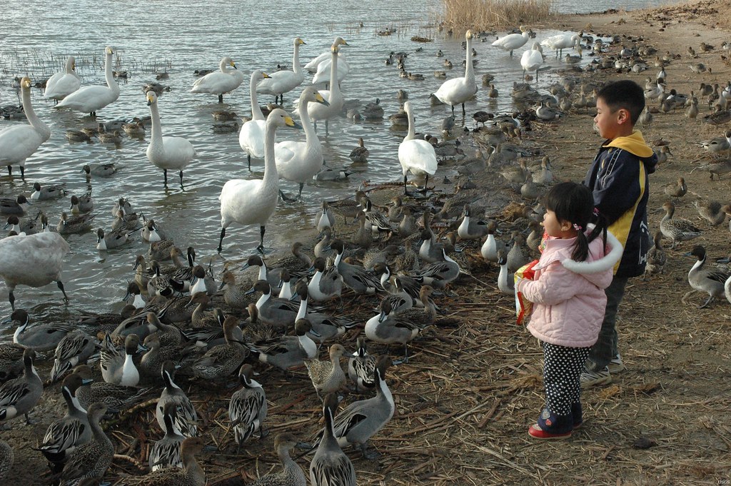 Wildlife and Human Health Interactions — illustrating systemic doctor